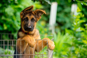 Ніж годування німецького щавача цуценя? Ніж годування німецького щавача цуценя?